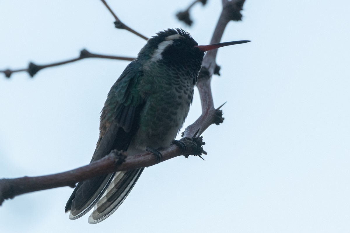 eBird Checklist 6 Oct 2023 Organ MountainsDesert Peaks NMDripping Springs NA 11 species