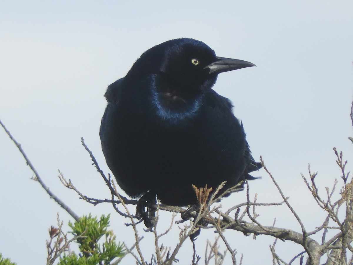 Boat-tailed Grackle - ML609730585