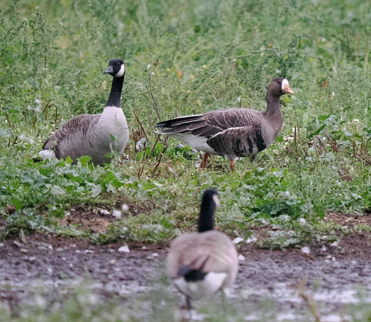 Greater White-fronted Goose - ML609730695