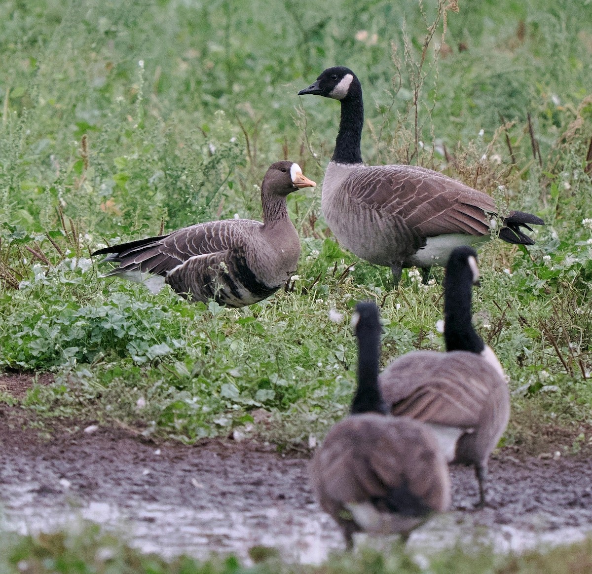 Greater White-fronted Goose - ML609730696