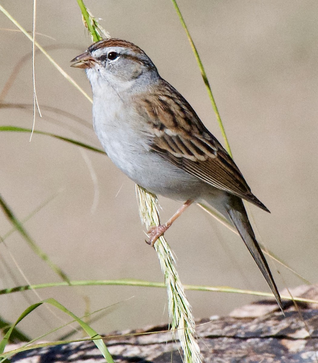 Chipping Sparrow - Trey Rogers