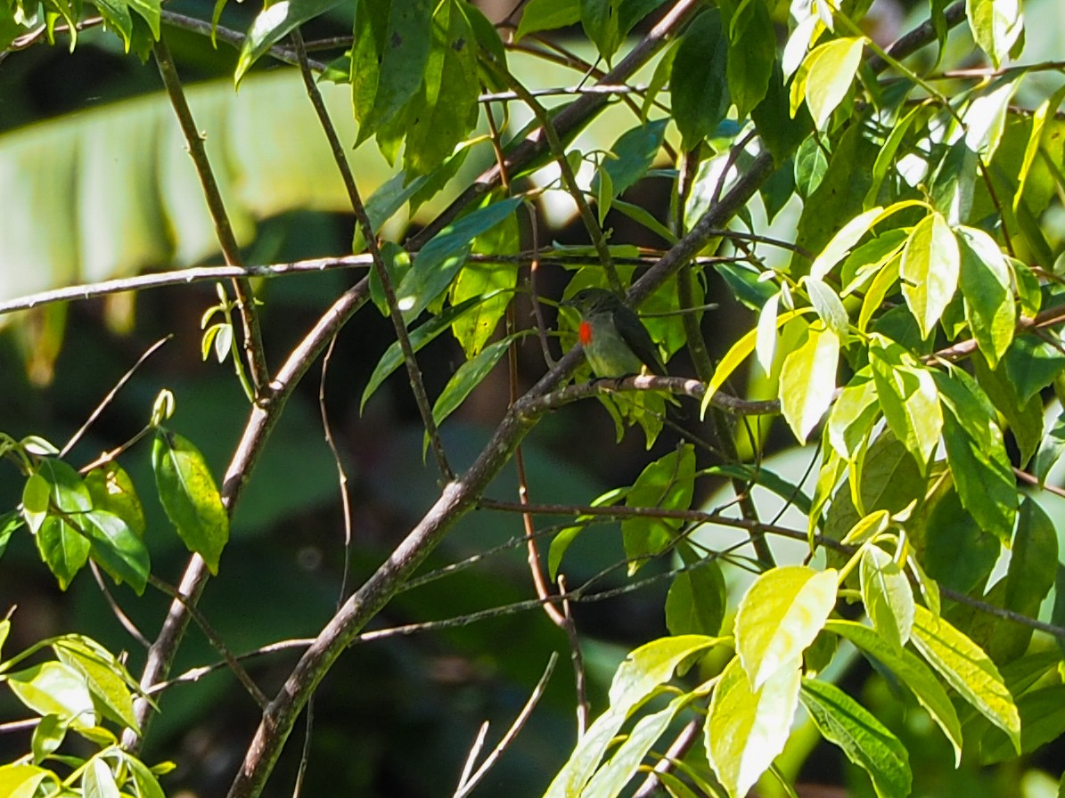 Olive-crowned Flowerpecker - ML609730977