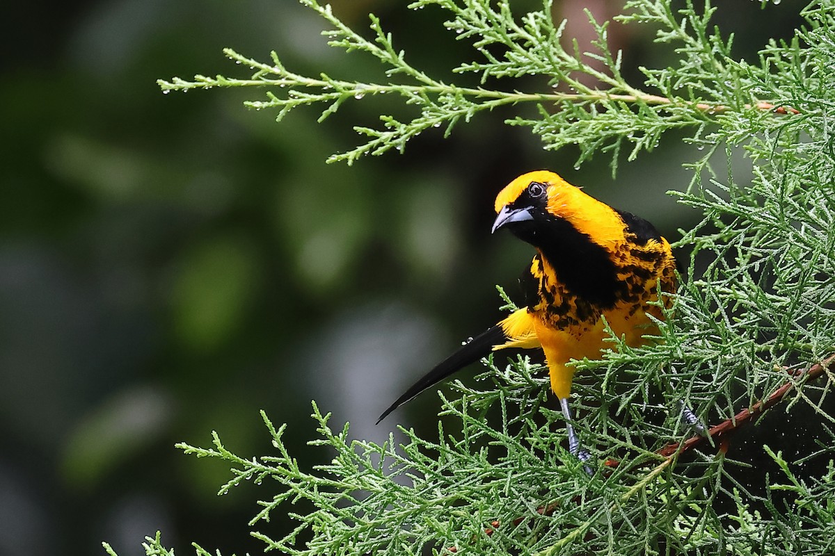 Spot-breasted Oriole - ML609731101