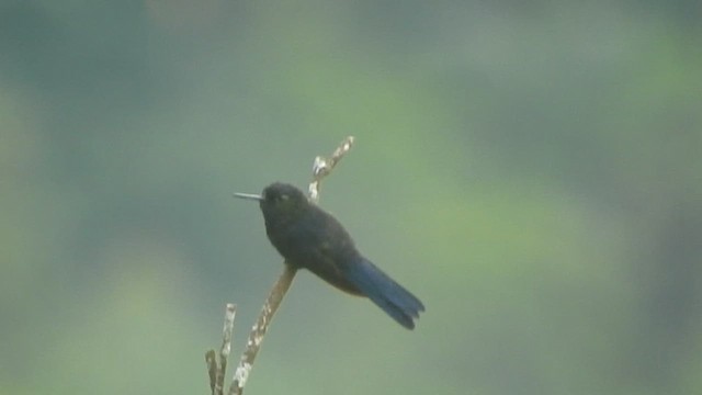 kolibřík královský - ML609731258
