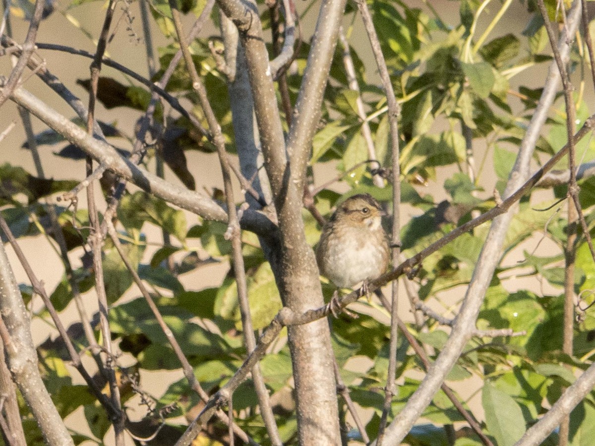 Swamp Sparrow - ML609731629
