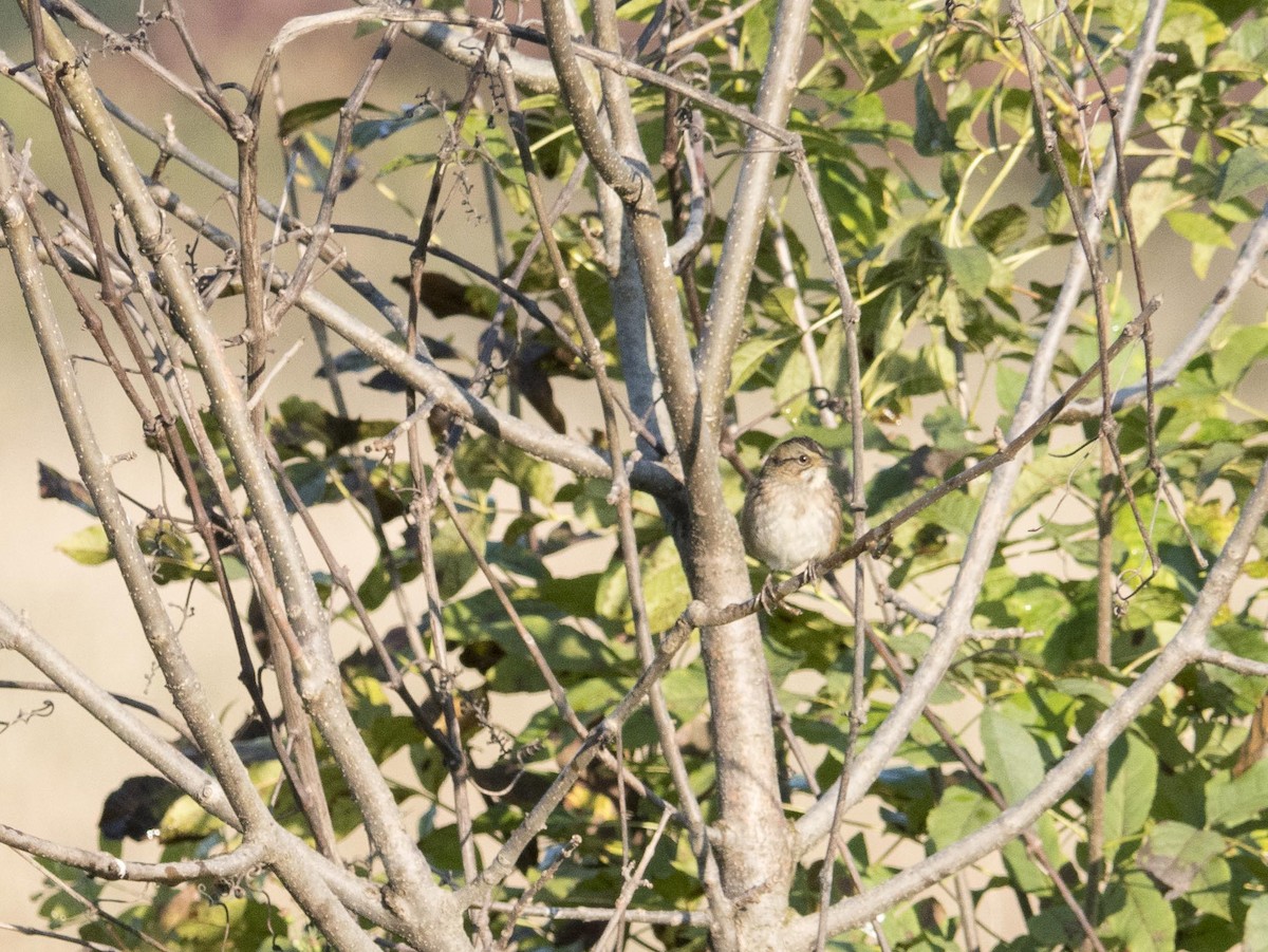 Swamp Sparrow - ML609731633