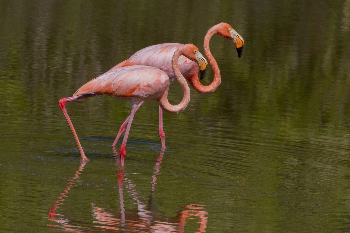 American Flamingo - ML609732167