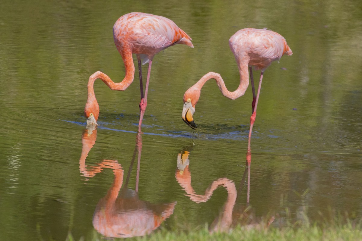 American Flamingo - ML609732168