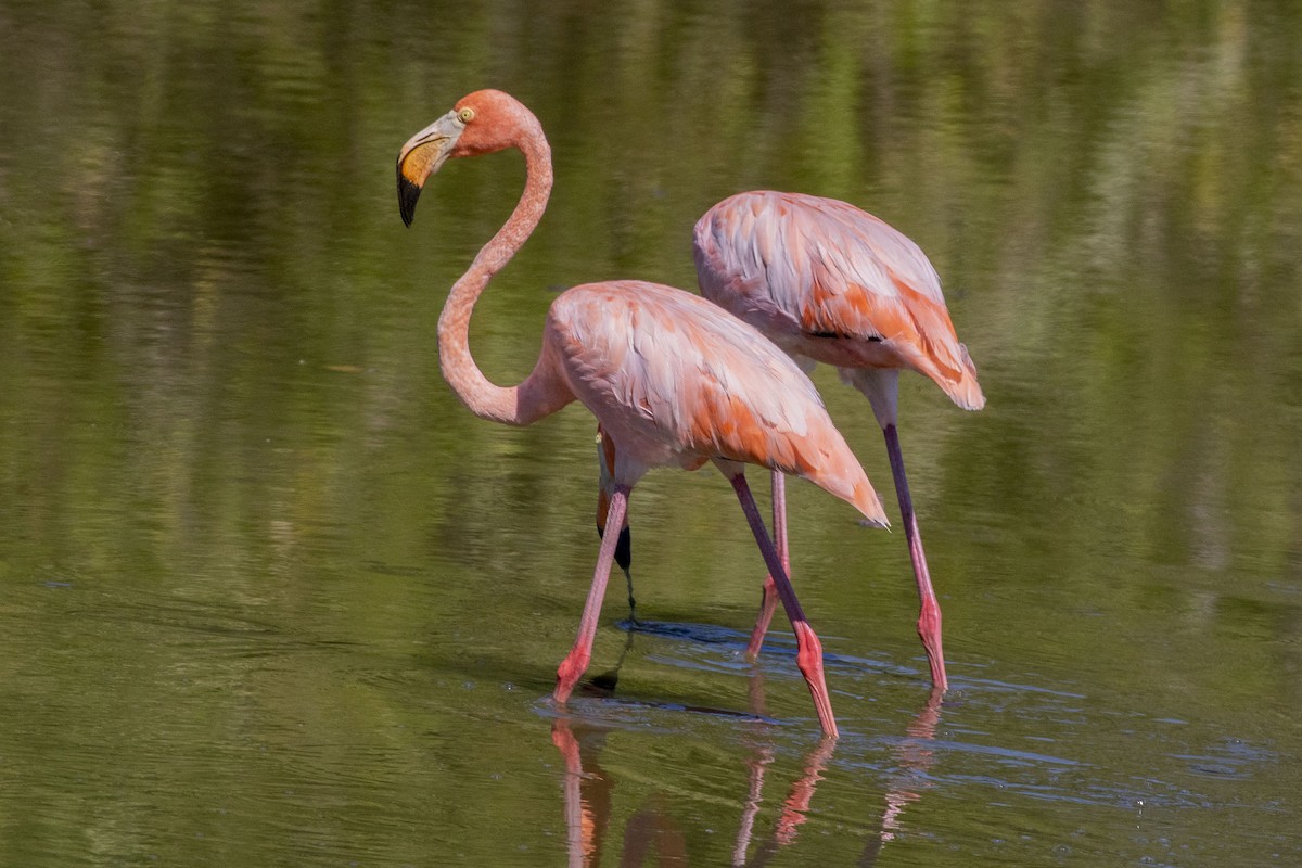 American Flamingo - ML609732169
