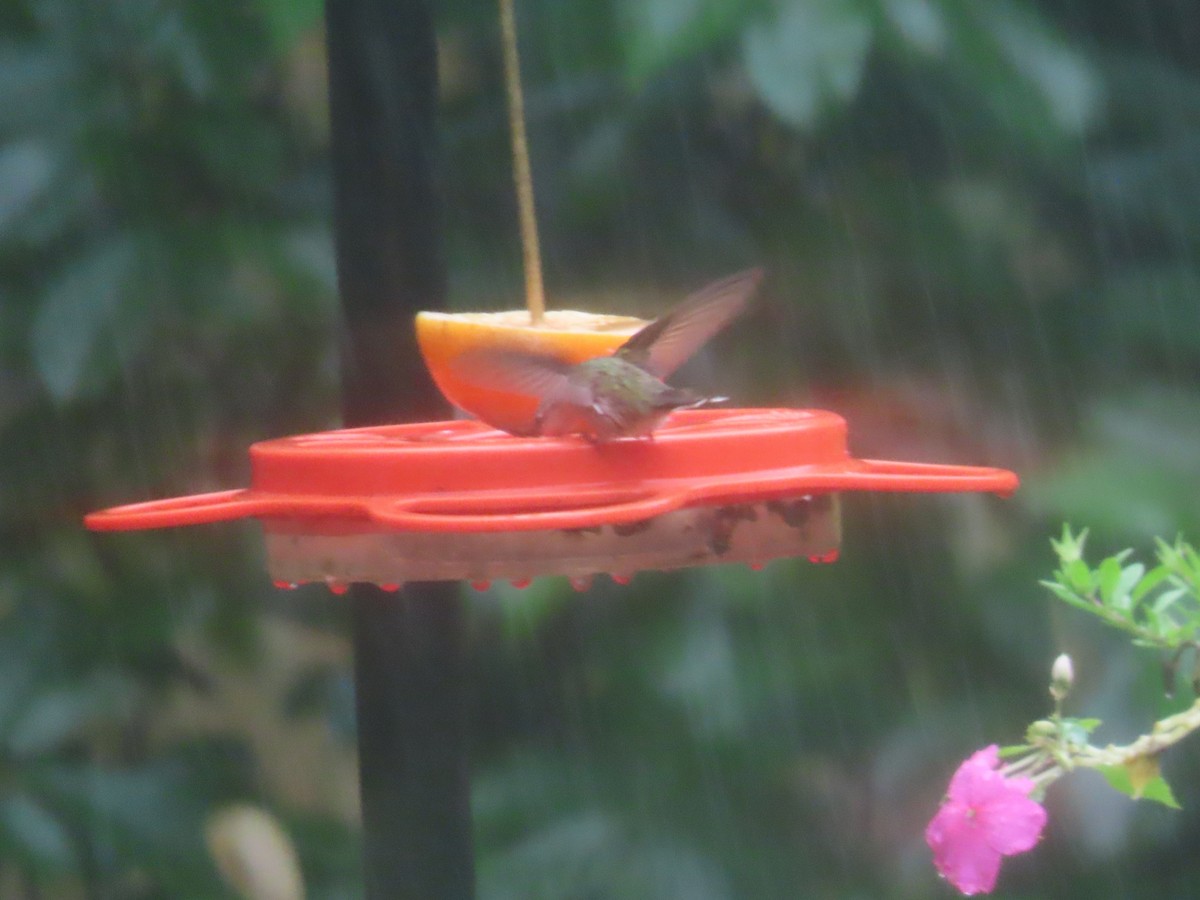 Ruby-throated Hummingbird - ML609732297