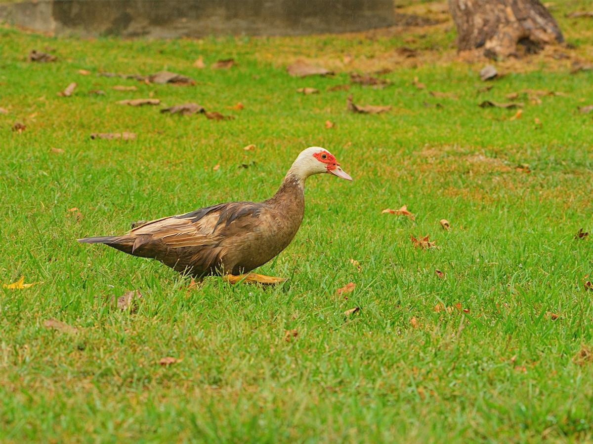 Muscovy Duck (Domestic type) - ML609732399