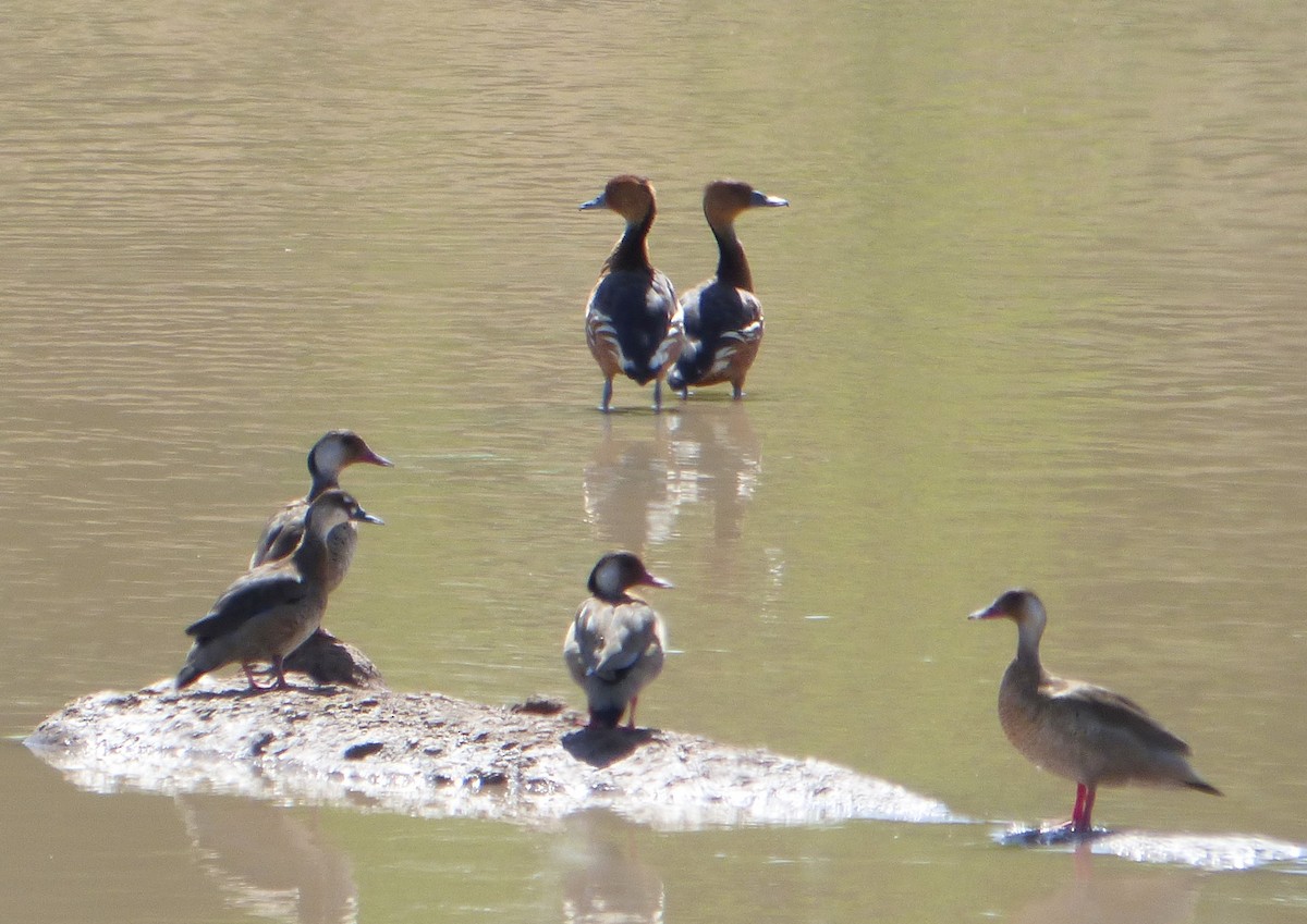 Fulvous Whistling-Duck - ML609732464