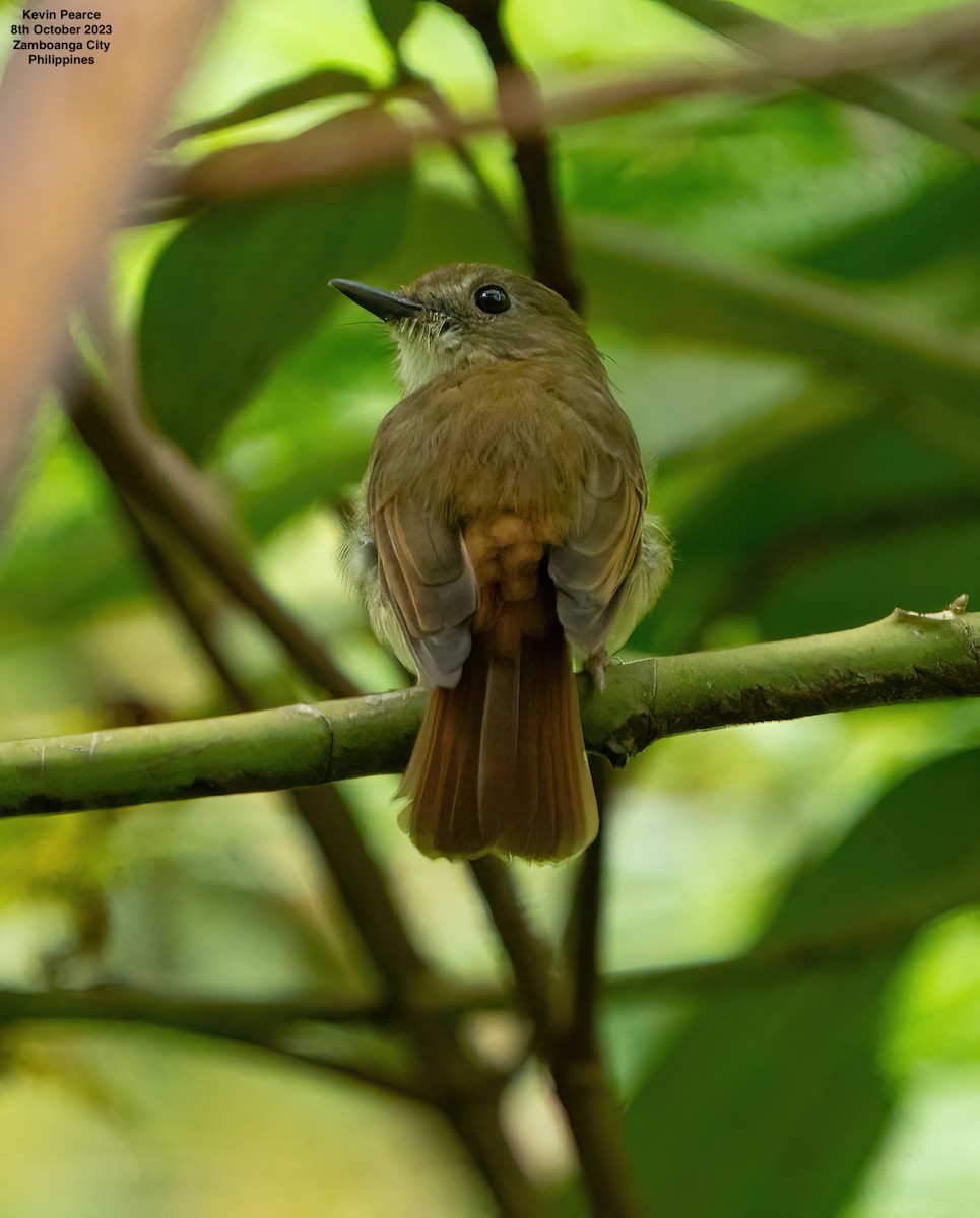 Chestnut-tailed Jungle Flycatcher (Philippine) - ML609732520