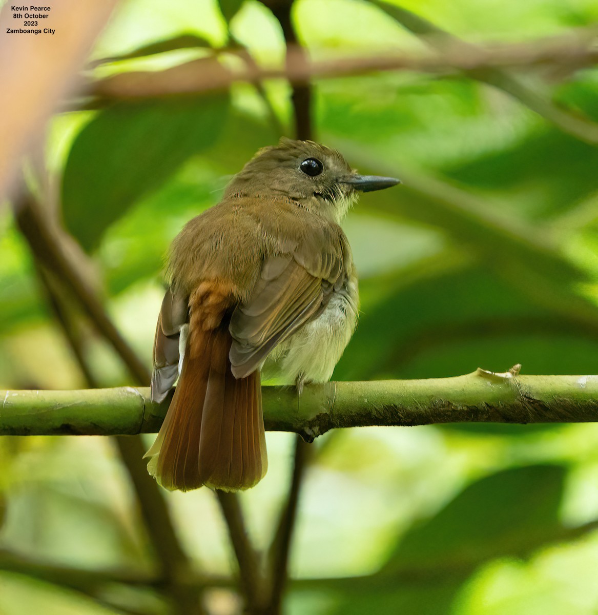 Chestnut-tailed Jungle Flycatcher (Philippine) - ML609732525