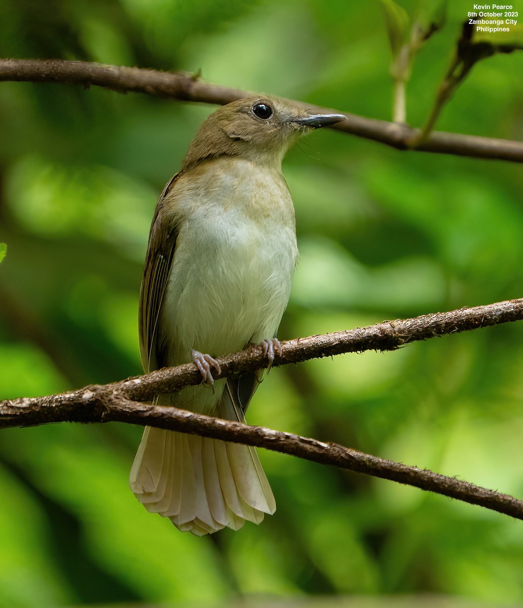 Chestnut-tailed Jungle Flycatcher (Philippine) - ML609732526