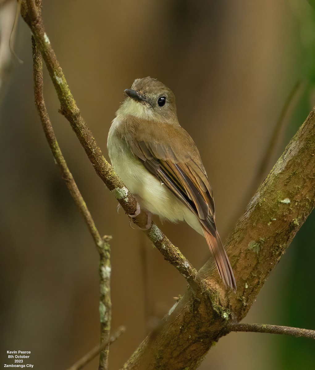 Chestnut-tailed Jungle Flycatcher (Philippine) - ML609732530