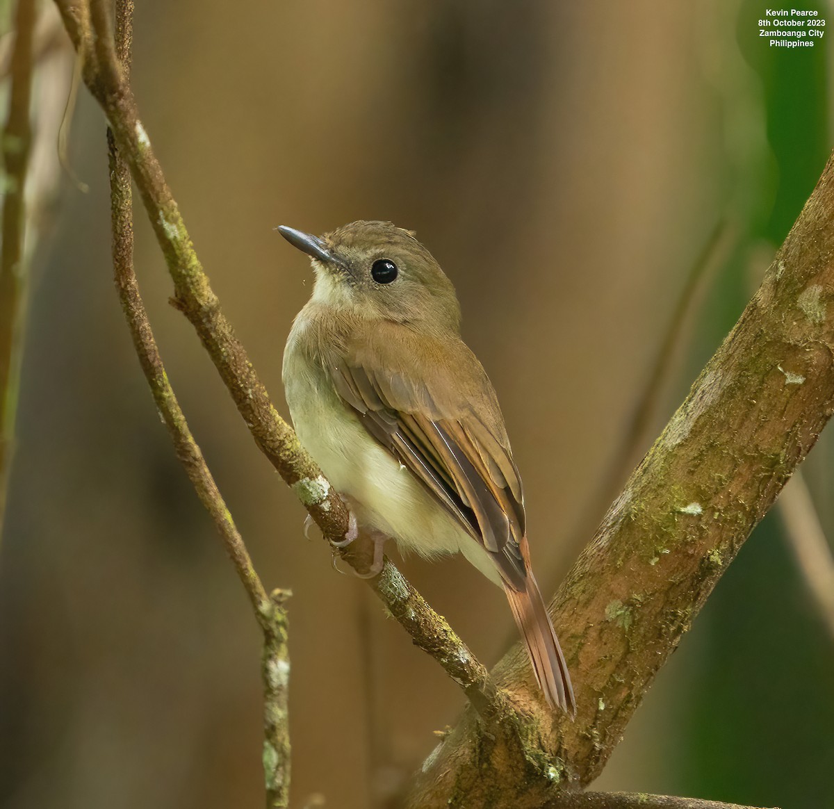 Chestnut-tailed Jungle Flycatcher (Philippine) - ML609732531