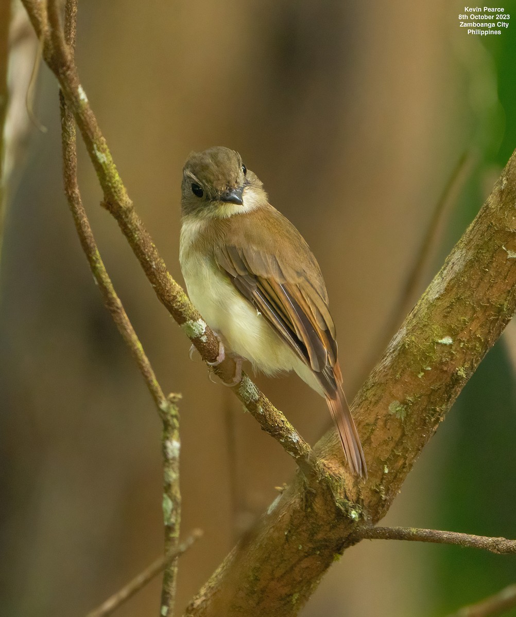 Chestnut-tailed Jungle Flycatcher (Philippine) - Kevin Pearce