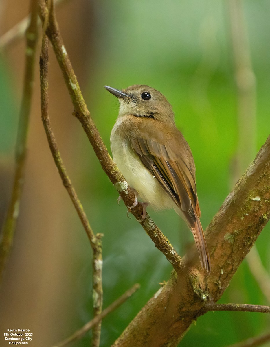 Chestnut-tailed Jungle Flycatcher (Philippine) - ML609732533