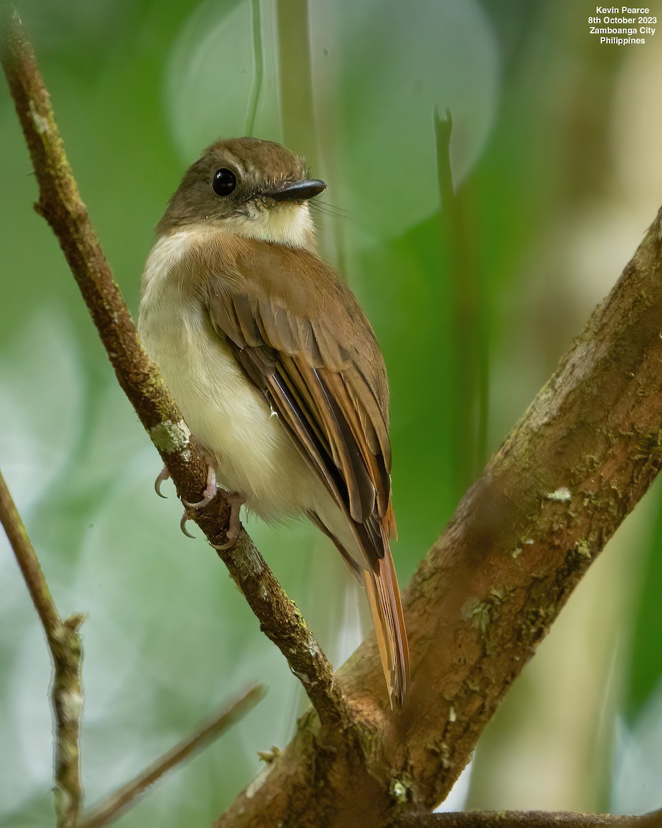 Chestnut-tailed Jungle Flycatcher (Philippine) - ML609732535
