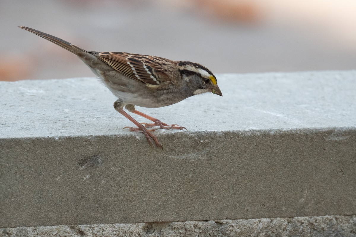 White-throated Sparrow - ML609732808