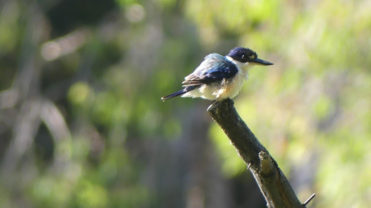 Forest Kingfisher - ML609732922