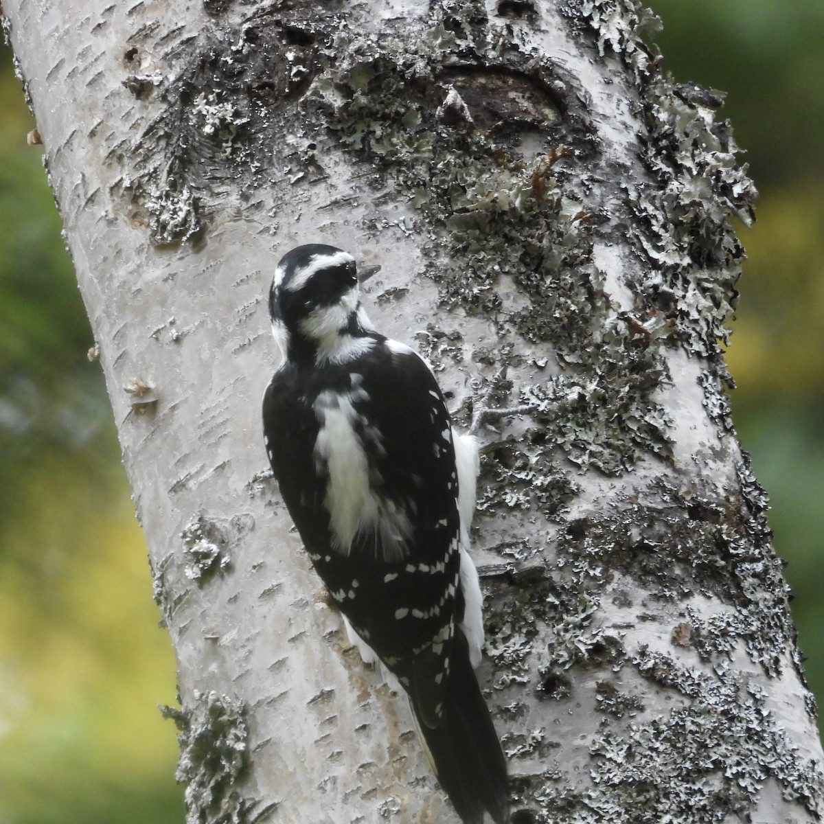 Hairy Woodpecker - ML609733046
