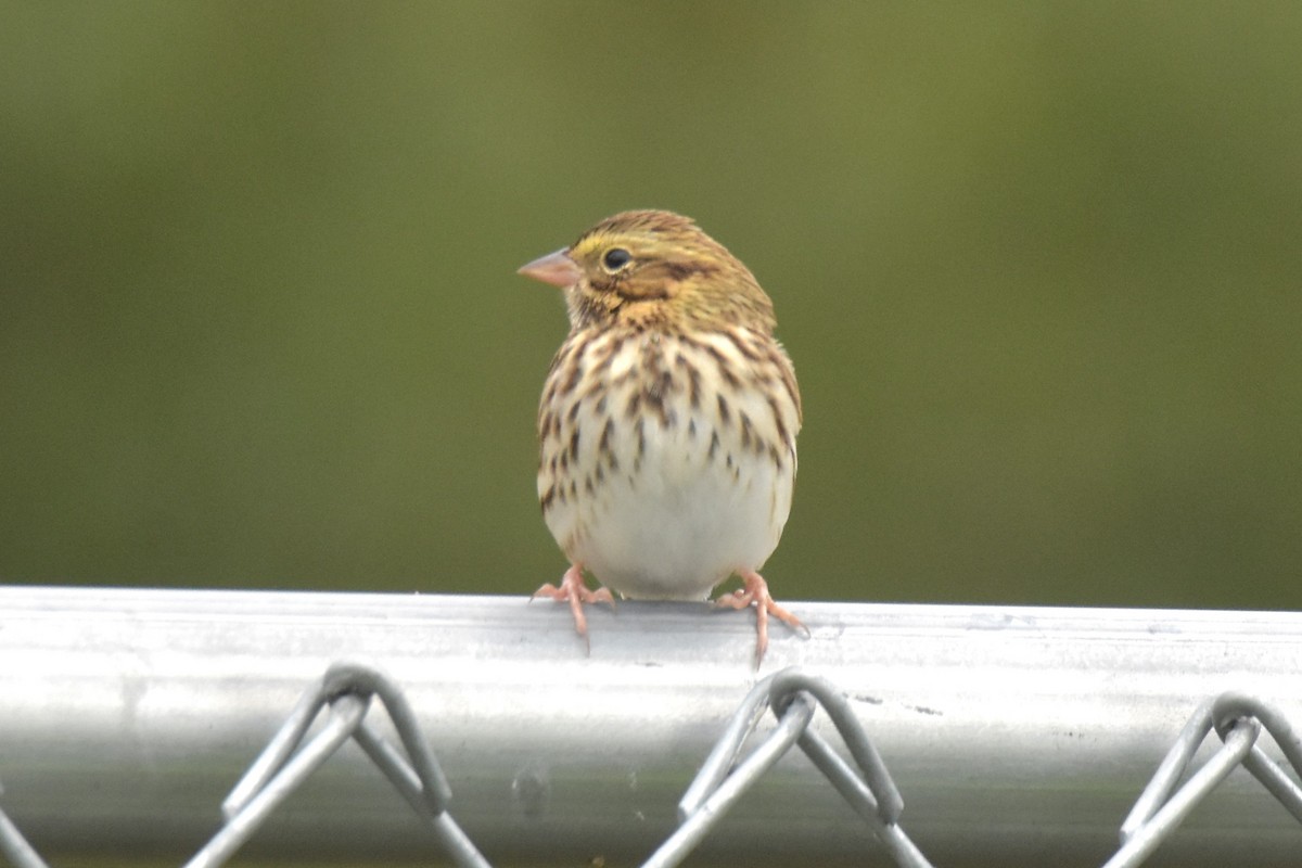 Savannah Sparrow - ML609733387
