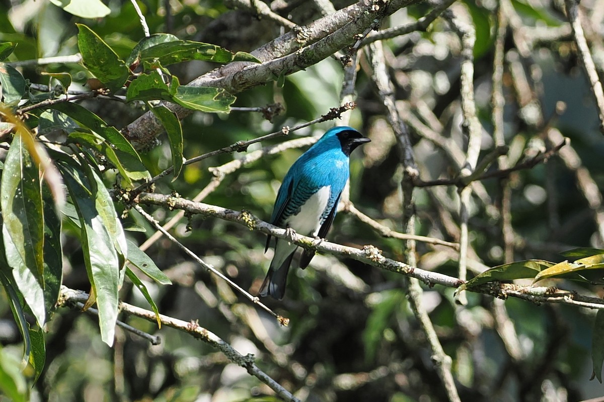 Swallow Tanager - ML609733635