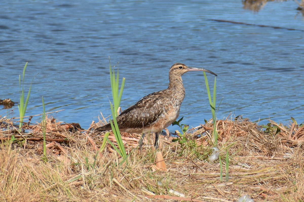 Bristle-thighed Curlew - ML609733718