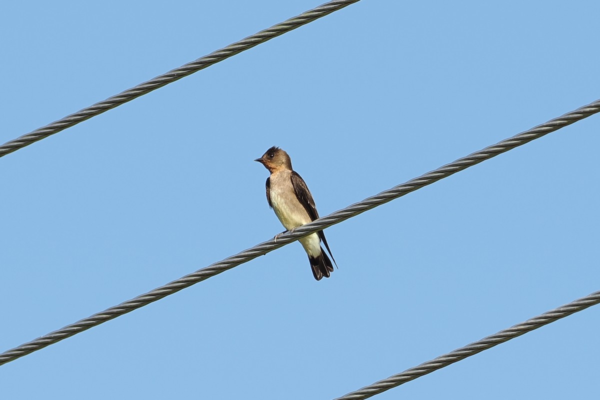Southern Rough-winged Swallow - ML609733727
