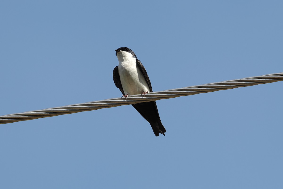 Blue-and-white Swallow (cyanoleuca) - ML609733804