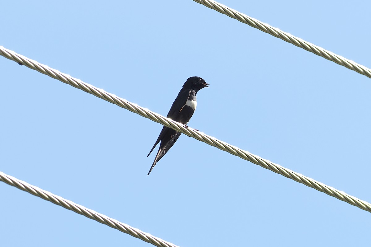 White-banded Swallow - george parker