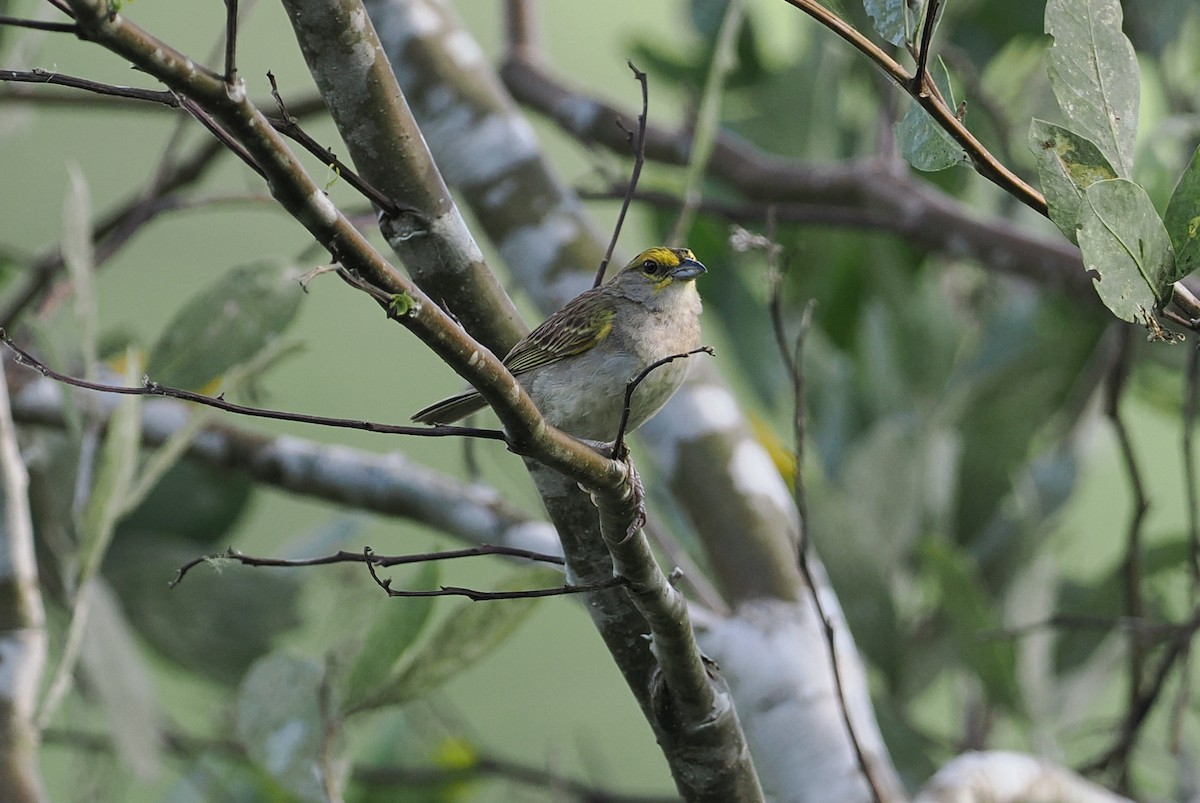 Yellow-browed Sparrow - george parker