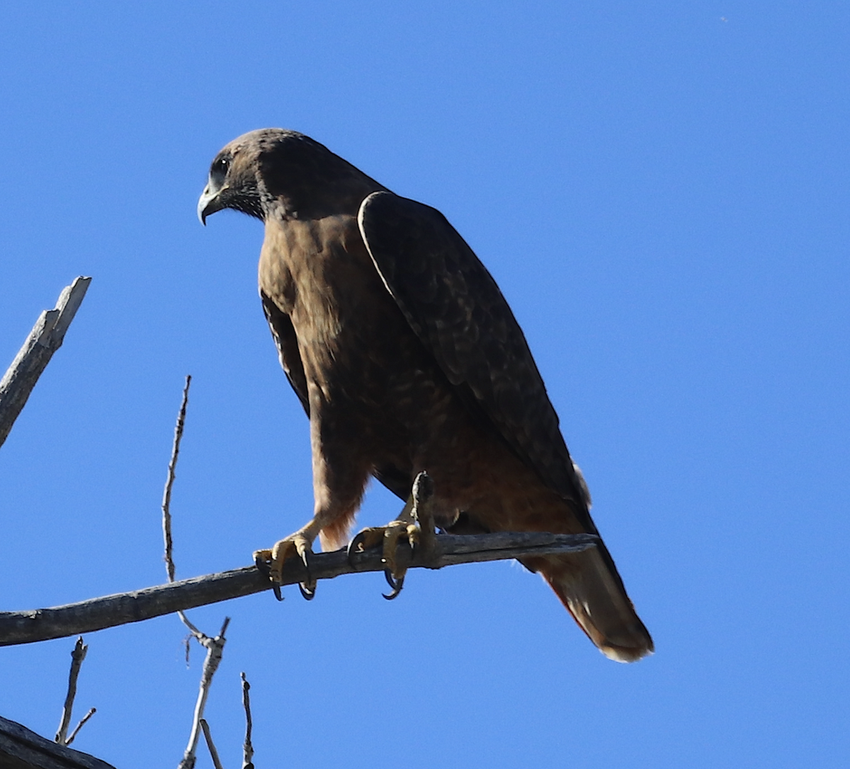 Red-tailed Hawk - ML609735166