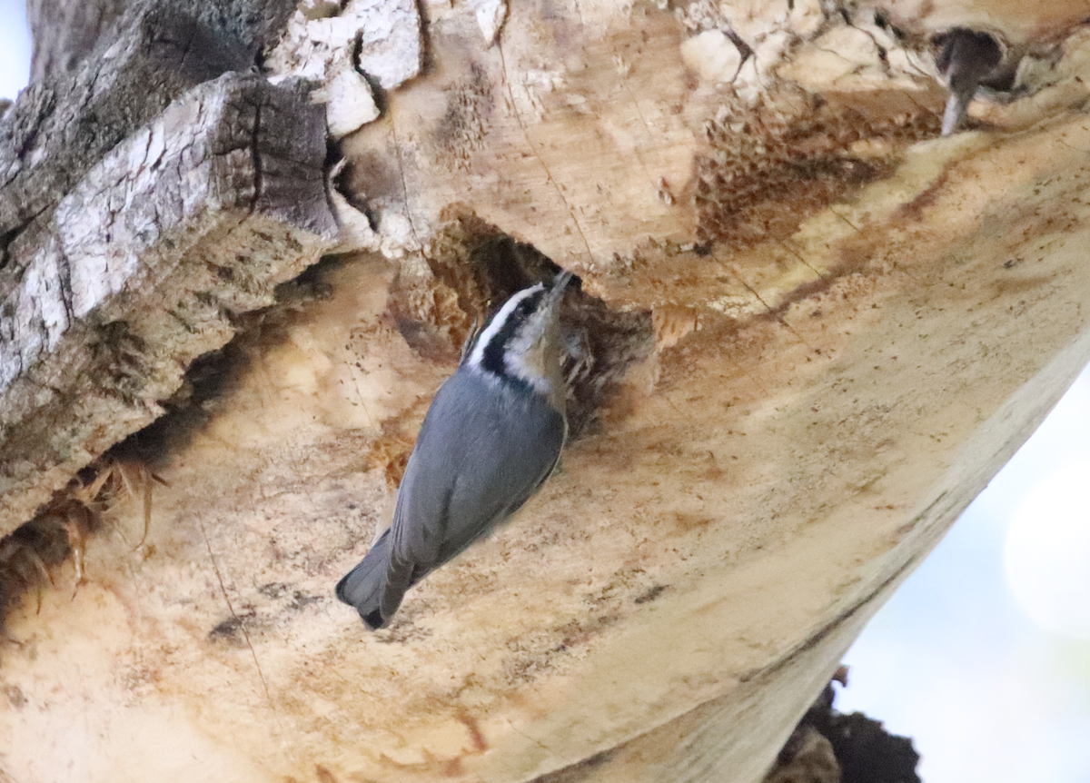 Red-breasted Nuthatch - ML609735195