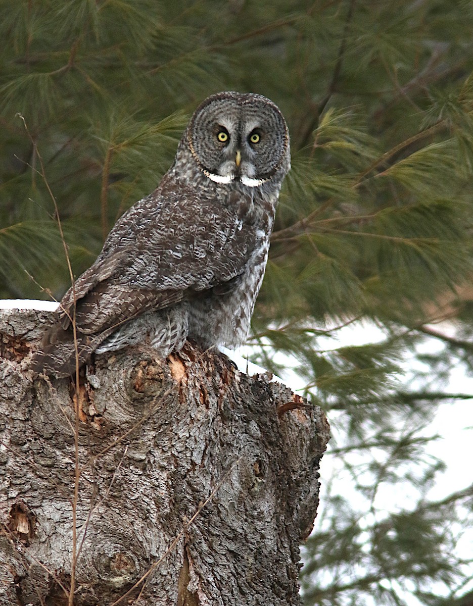 Great Gray Owl - ML609735555