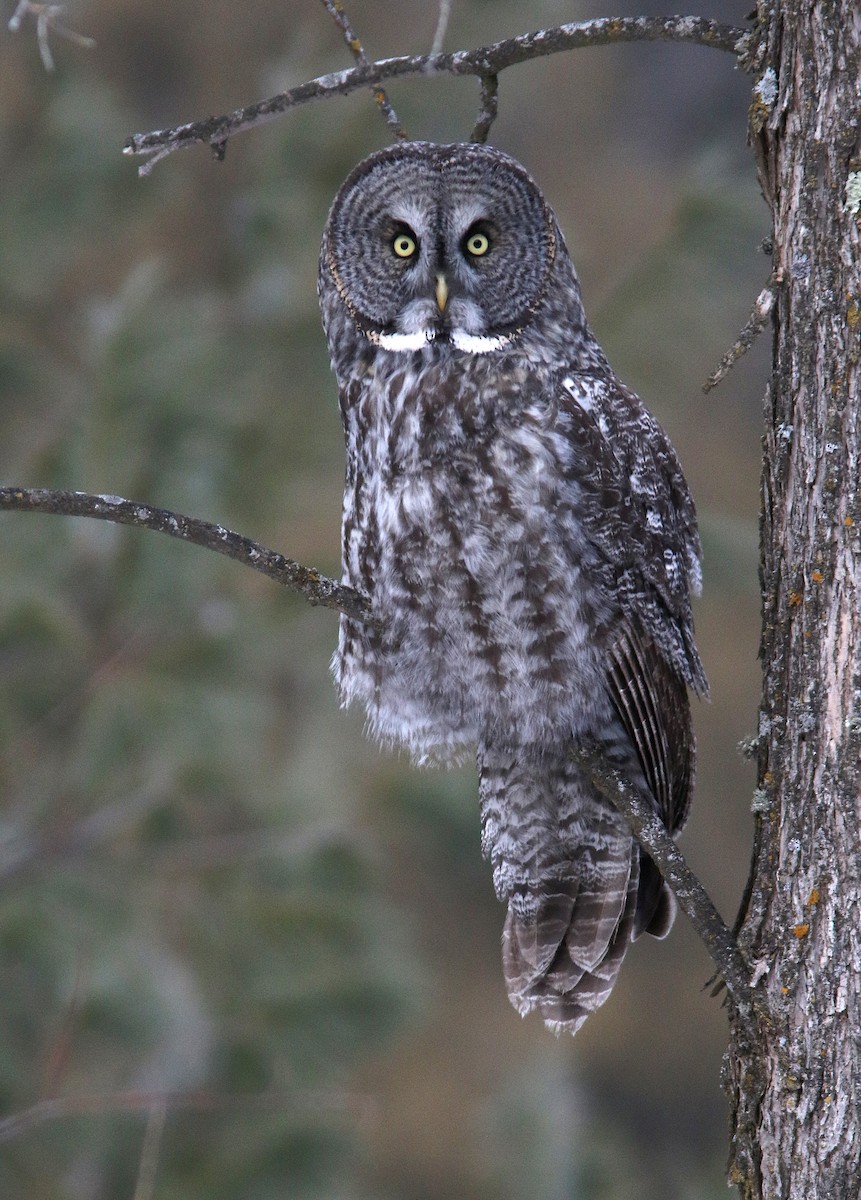 Great Gray Owl - ML609735556