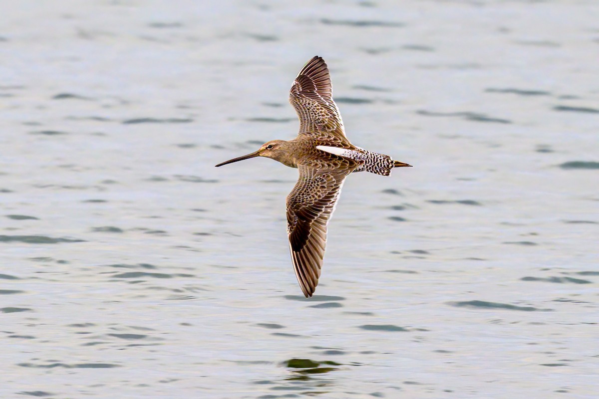 Long-billed Dowitcher - Bryan Cotter