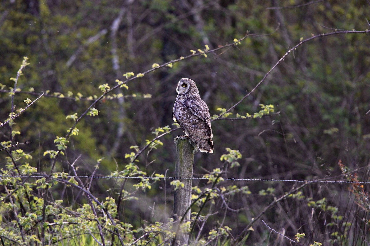 Short-eared Owl - ML609735916