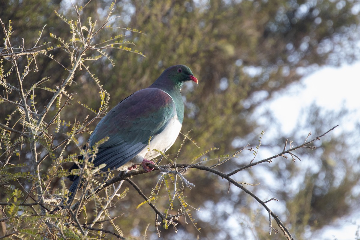 New Zealand Pigeon - ML609736176