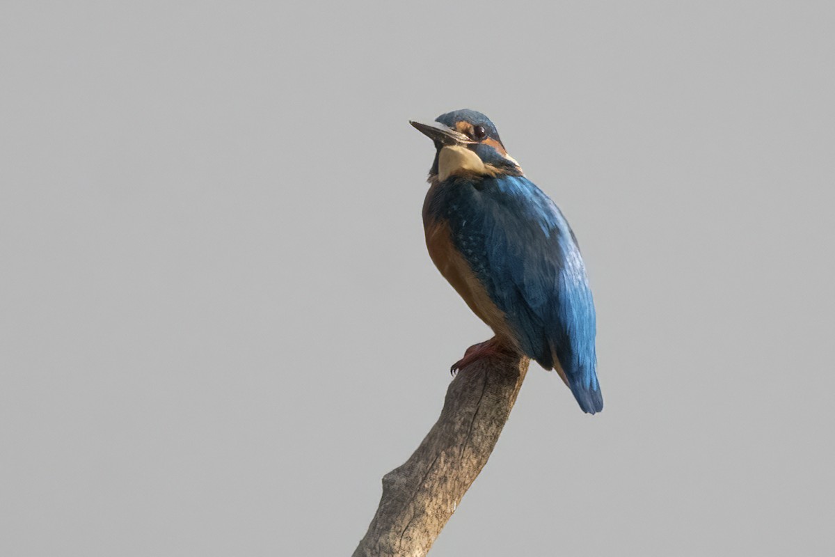 Common Kingfisher - ML609736385