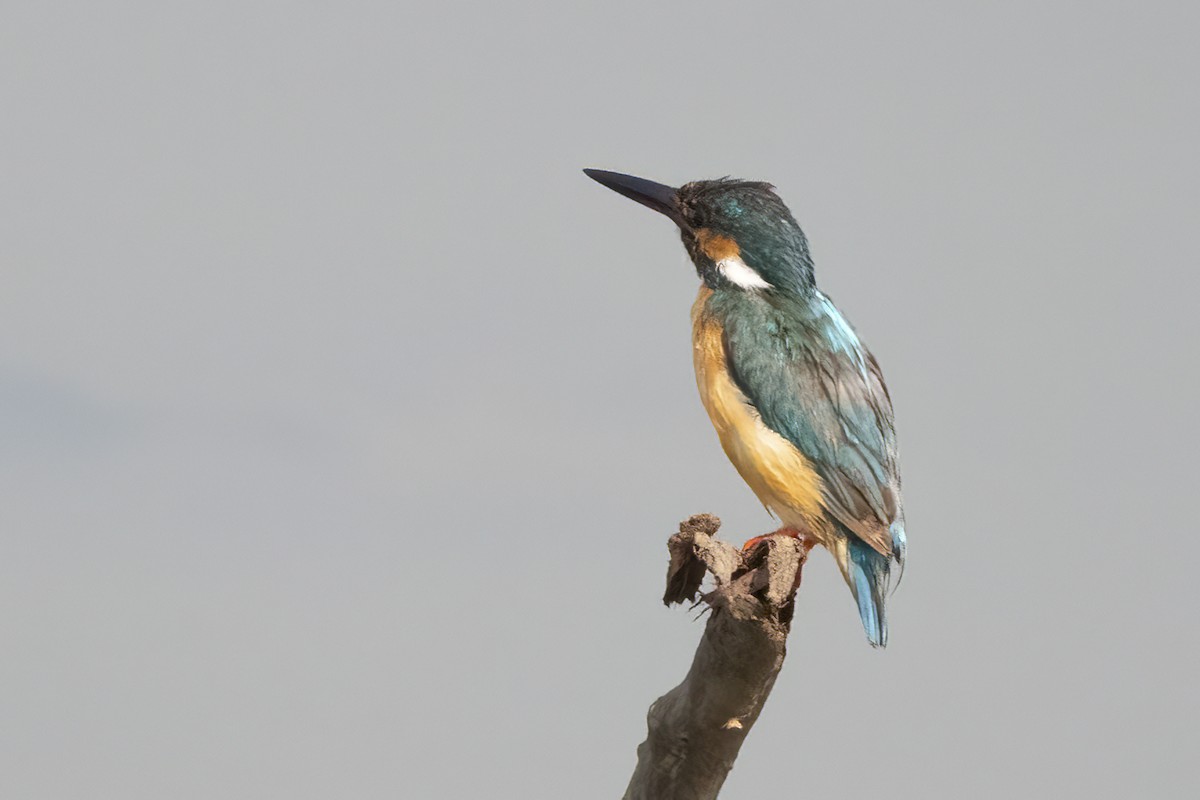 Common Kingfisher - ML609736386