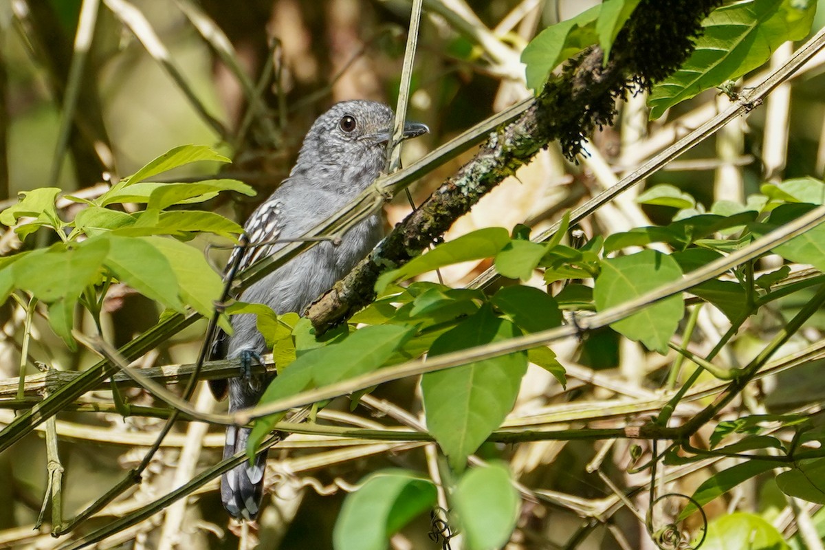 Black-crowned Antshrike - ML609736838
