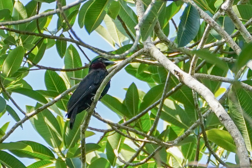 Purple-throated Fruitcrow - ML609736844