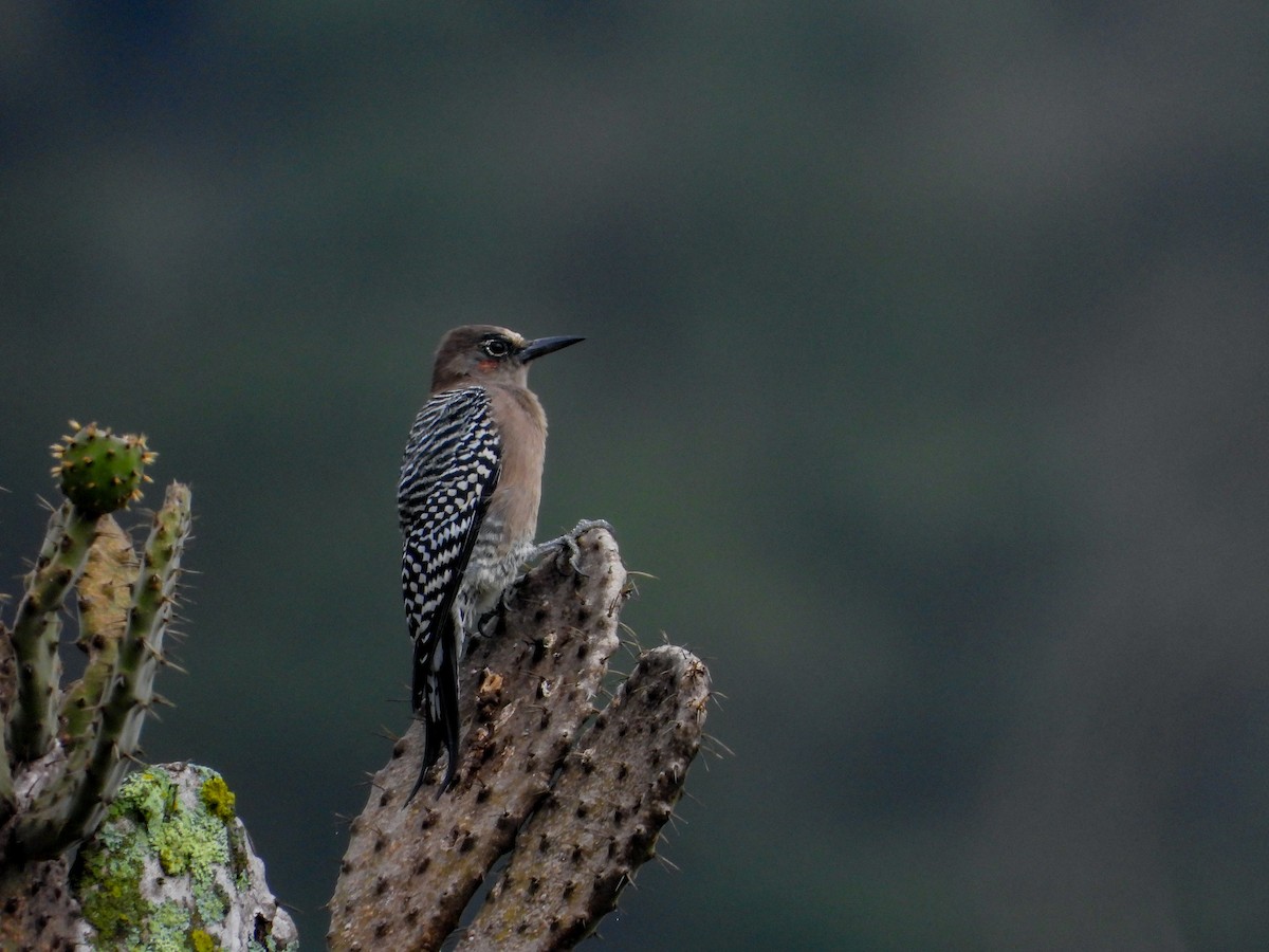 Gray-breasted Woodpecker - ML609736938