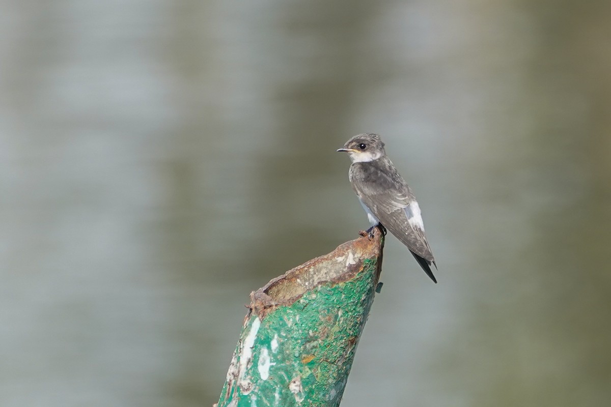 Mangrove Swallow - ML609736947