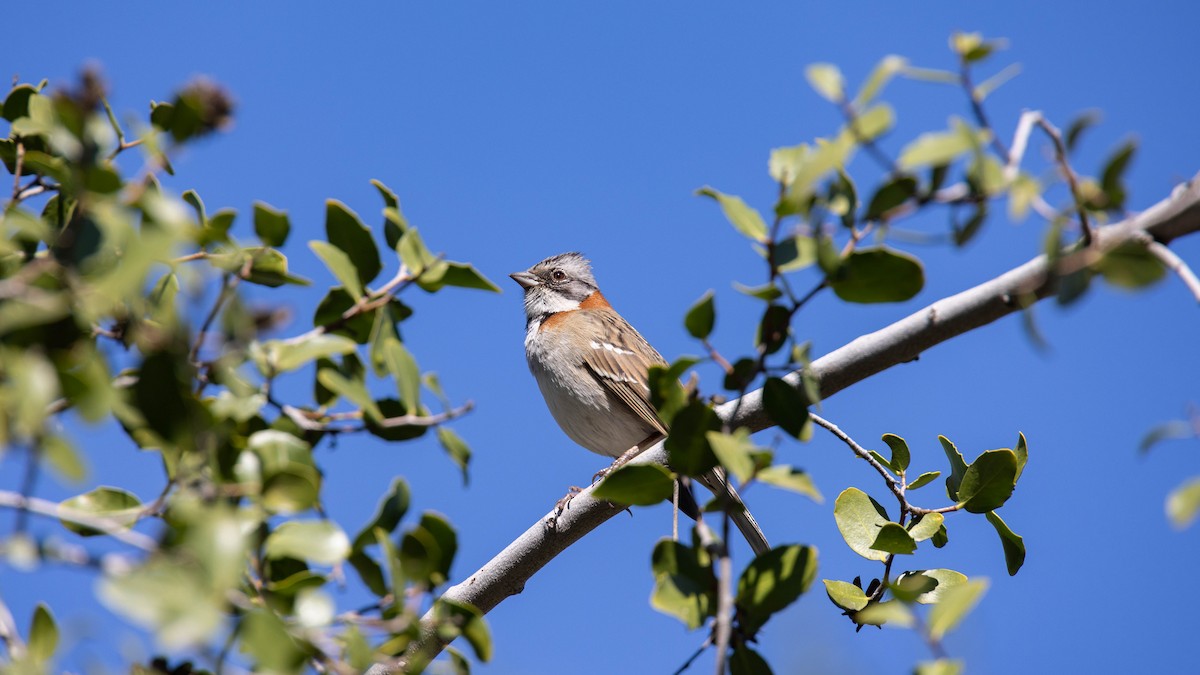 Rufous-collared Sparrow - ML609736951