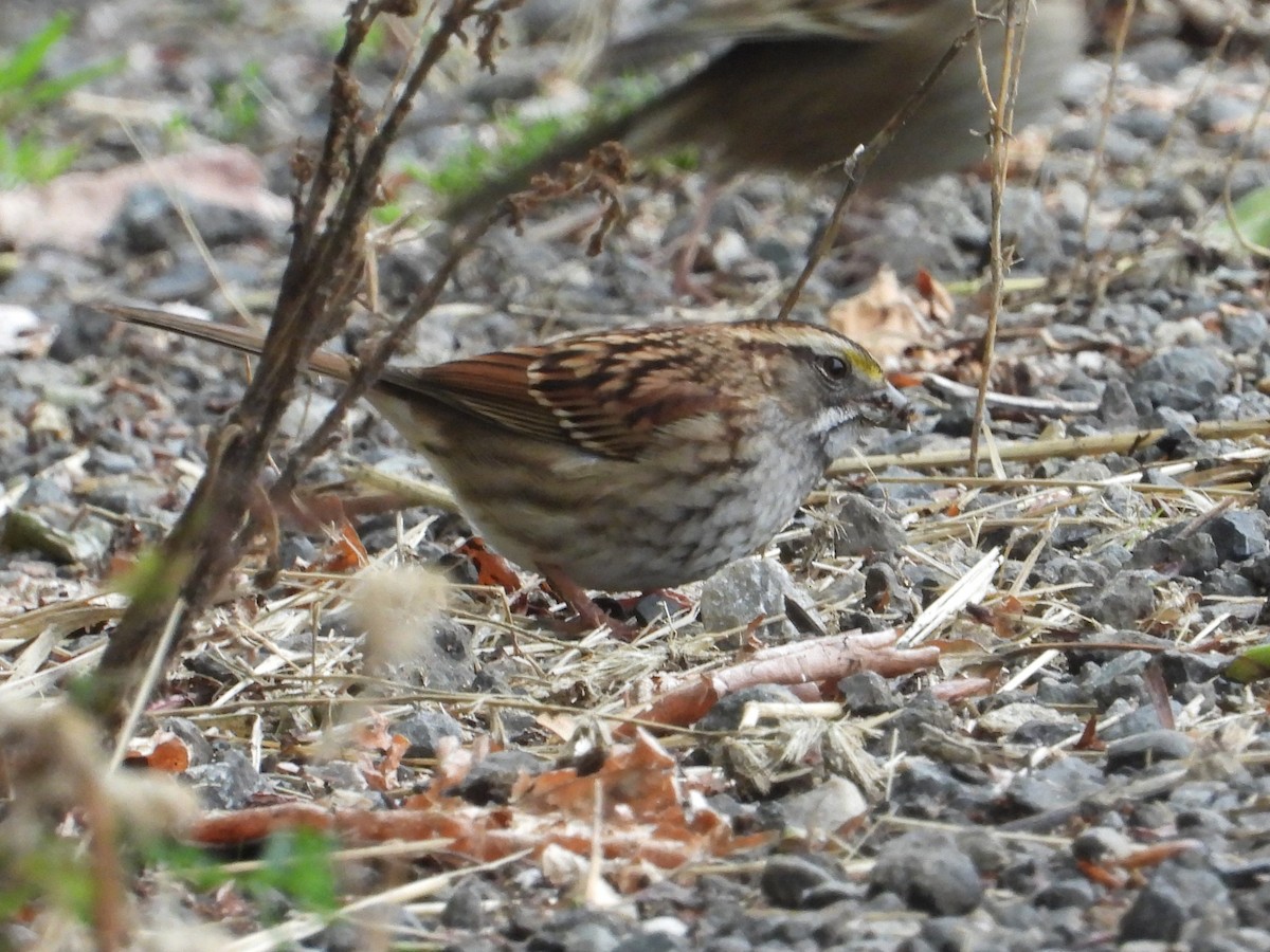 White-throated Sparrow - ML609736962