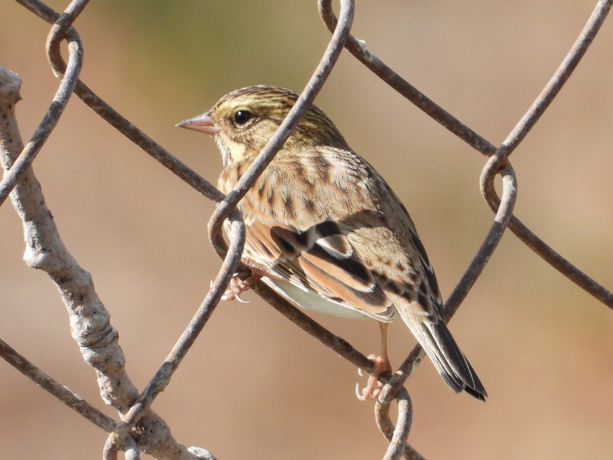 Savannah Sparrow - ML609737010